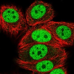 HNRNPUL1 Antibody, Novus Biologicals 0.1mL; Unlabeled:Antibodies, Polyclonal